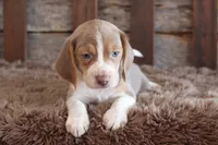 processed/92b48d51-cb42-45c8-8c29-7c245355d796/listing/78decdf5-0949-4b93-aaad-dbd8b882d181/ac4f1849-b66c-481a-b6f9-afa7ef9689ea