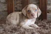 Brixey, a female Beagle for sale in West Plains, MO – 2 of 5
