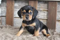 Mak, a male Beagle for sale in West Plains, MO – 6 of 7