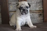 Perry, a male Pug for sale in West Plains, MO – 2 of 5
