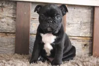 Foster, a male Frenchton for sale in West Plains, MO – 2 of 6
