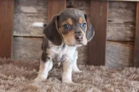 processed/92b48d51-cb42-45c8-8c29-7c245355d796/listing/7eacb54e-c92d-434c-809a-f64420899256/cab7a15e-0cab-474a-aace-a8b9f9c425d2