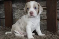 Mick, a male Beagle for sale in West Plains, MO – 7 of 7