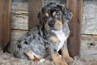 Donnie, a male Puggle for sale in West Plains, MO – 3 of 8