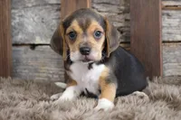 Bailey, a female Beagle for sale in West Plains, MO – Photo 5 of 5