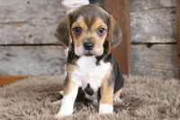 Bailey, a female Beagle for sale in West Plains, MO – Photo 1 of 5