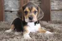 Bailey, a female Beagle for sale in West Plains, MO – Photo 4 of 5