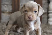 May, a female Beagle for sale in West Plains, MO – 8 of 10