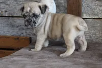 Prince, a male Pug for sale in West Plains, MO – 5 of 10