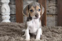 Blaire, a female Beagle for sale in West Plains, MO – 3 of 4