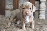 May, a female Beagle for sale in West Plains, MO – 10 of 10