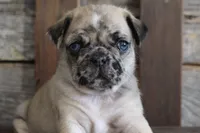 Prince, a male Pug for sale in West Plains, MO – 9 of 10