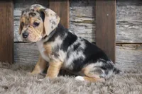 Mylo, a male Beagle for sale in West Plains, MO – 4 of 6