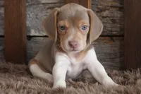 Barbie, a female Beagle for sale in West Plains, MO – 6 of 6
