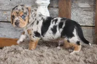 Bert, a male Beagle for sale in West Plains, MO – 3 of 4