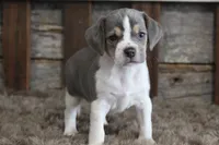 Marly, a female Beagle for sale in West Plains, MO – 4 of 8