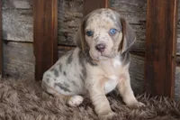Brandon, a male Beagle for sale in West Plains, MO – 3 of 4