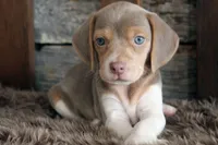 Barbie, a female Beagle for sale in West Plains, MO – 1 of 6