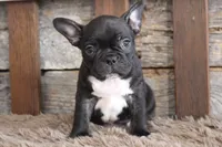 Fred, a male Frenchton for sale in West Plains, MO – 2 of 5