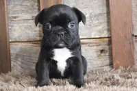 Fran, a female Frenchton for sale in West Plains, MO – 4 of 5