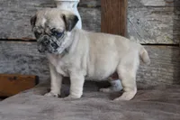 Prince, a male Pug for sale in West Plains, MO – 3 of 10