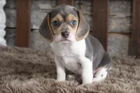 Betty, a female Beagle for sale in West Plains, MO – 7 of 8