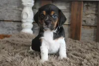 Berry, a male Beagle for sale in West Plains, MO – 3 of 4