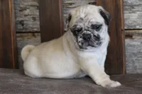 Perry, a male Pug for sale in West Plains, MO – 4 of 5