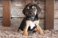 Billy, a male Beagle for sale in West Plains, MO – 4 of 4