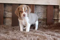 processed/92b48d51-cb42-45c8-8c29-7c245355d796/listing/9e42c746-c185-41fe-908c-c5a1423f4315/3af09576-9863-4eec-80f4-759a76db18ee