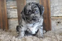 Dale, a male Puggle for sale in West Plains, MO – 4 of 5
