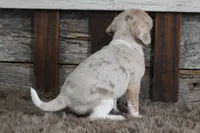 Mya, a female Beagle for sale in West Plains, MO – 3 of 6