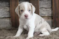 Mick, a male Beagle for sale in West Plains, MO – 5 of 7