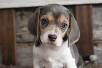 Brandy, a female Beagle for sale in West Plains, MO – 5 of 7