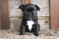 Fran, a female Frenchton for sale in West Plains, MO – 2 of 5