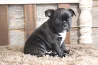 Frank, a male Frenchton for sale in West Plains, MO – 8 of 10