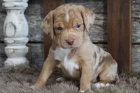 Mary, a female Beagle for sale in West Plains, MO – 3 of 9
