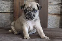 Prince, a male Pug for sale in West Plains, MO – 6 of 10