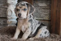 Betty, a female Beagle for sale in West Plains, MO – 5 of 5