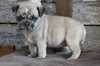 Prince, a male Pug for sale in West Plains, MO – 4 of 10