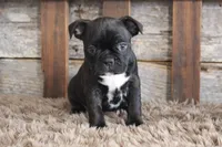 Frank, a male Frenchton for sale in West Plains, MO – 2 of 10