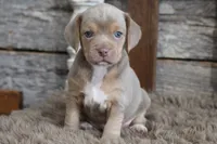 May, a female Beagle for sale in West Plains, MO – 9 of 10