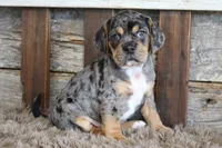 Donnie, a male Puggle for sale in West Plains, MO – 6 of 8
