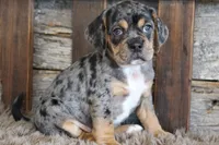 Donnie, a male Puggle for sale in West Plains, MO – 4 of 8