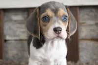 Brandy, a female Beagle for sale in West Plains, MO – 4 of 7