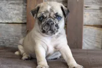 Prince, a male Pug for sale in West Plains, MO – 8 of 10