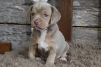 May, a female Beagle for sale in West Plains, MO – 7 of 10