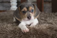 Betty, a female Beagle for sale in West Plains, MO – 8 of 8