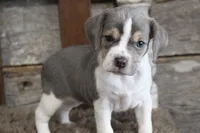 Marly, a female Beagle for sale in West Plains, MO – 6 of 8