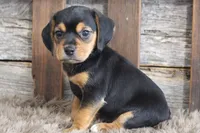 Mak, a male Beagle for sale in West Plains, MO – 7 of 7